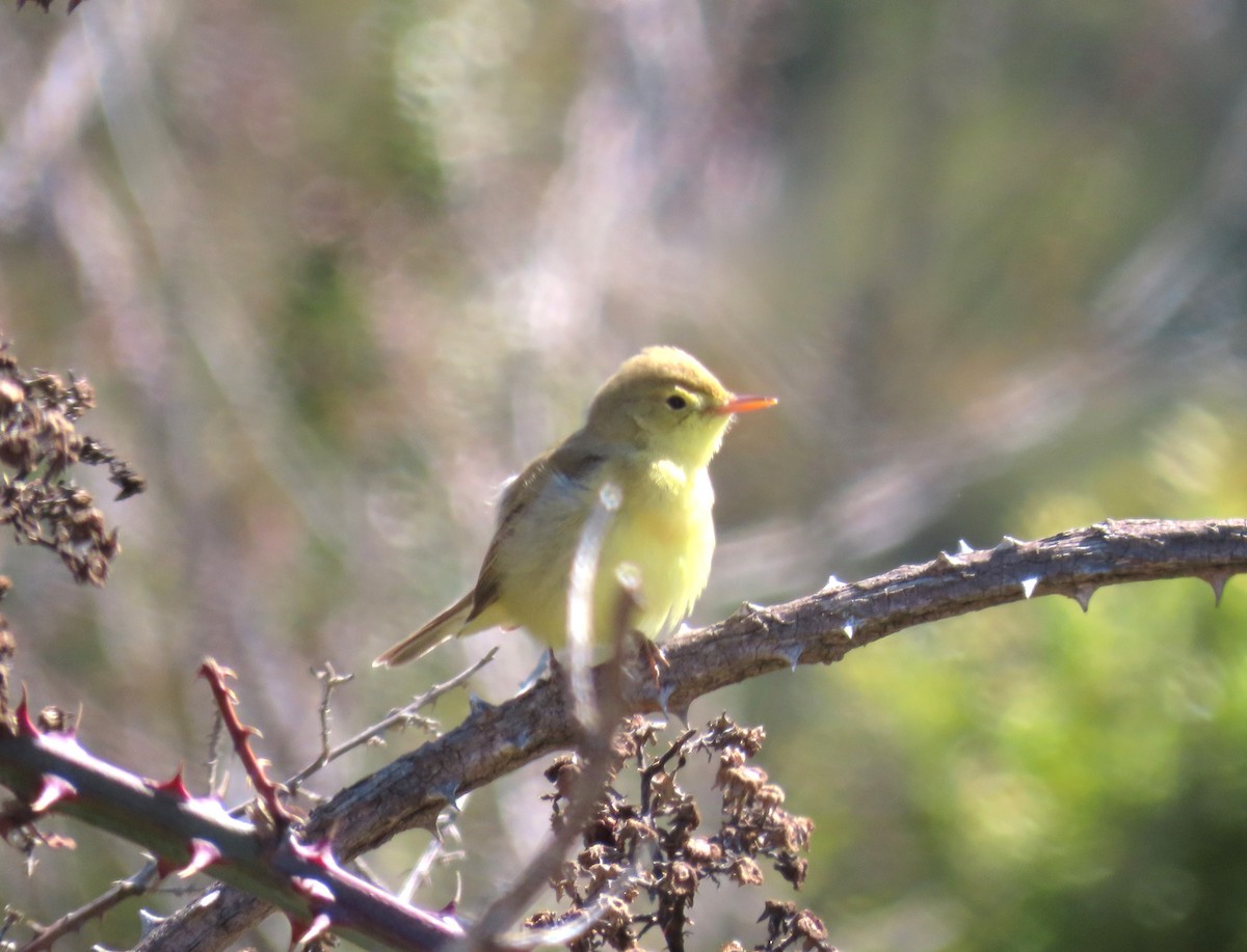 Melodious Warbler - ML618548535