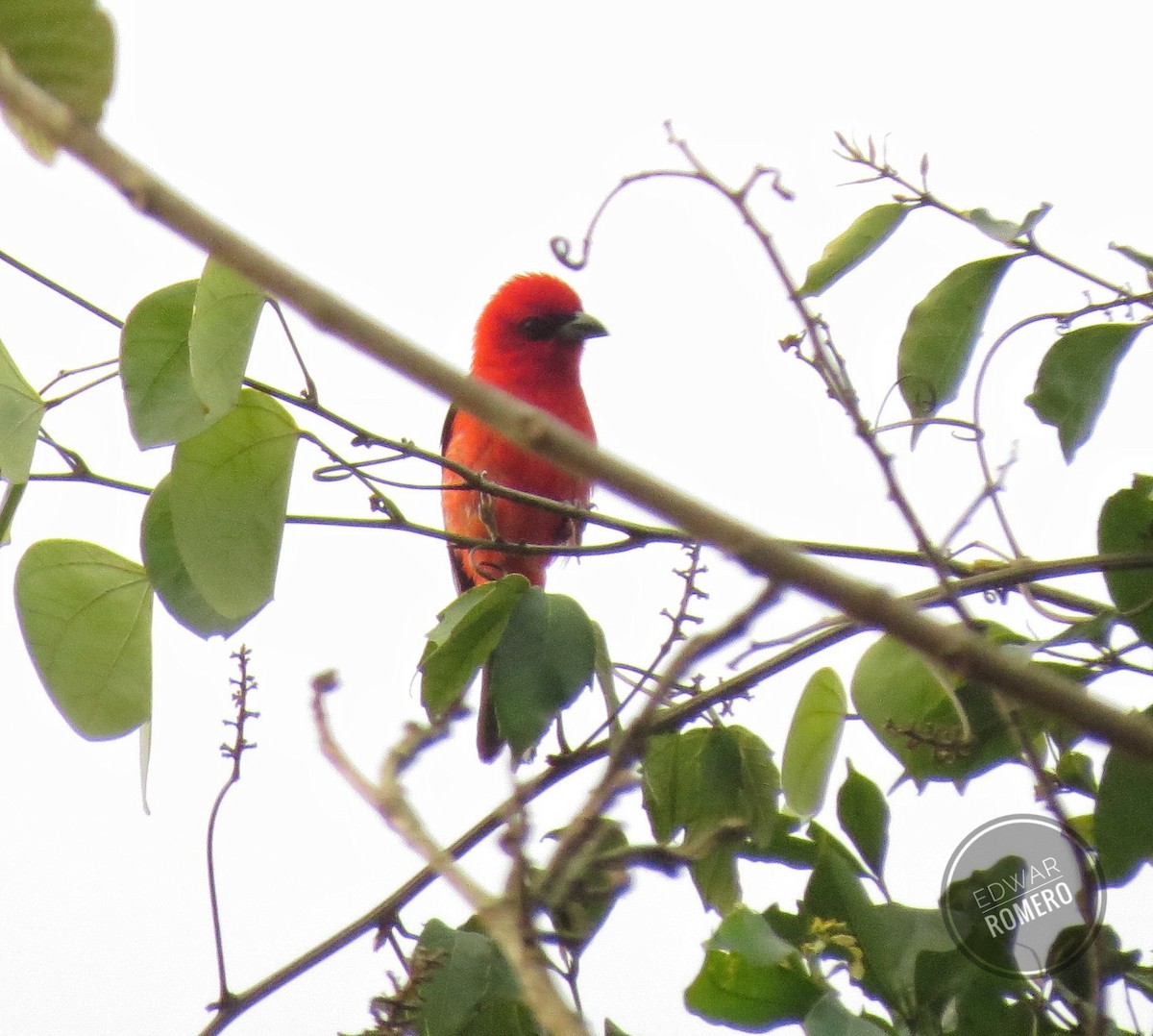 White-winged Tanager - ML618548546