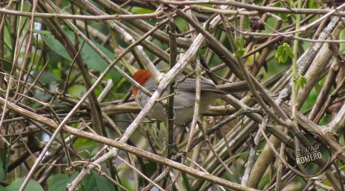 Fulvous-headed Tanager - ML618548550