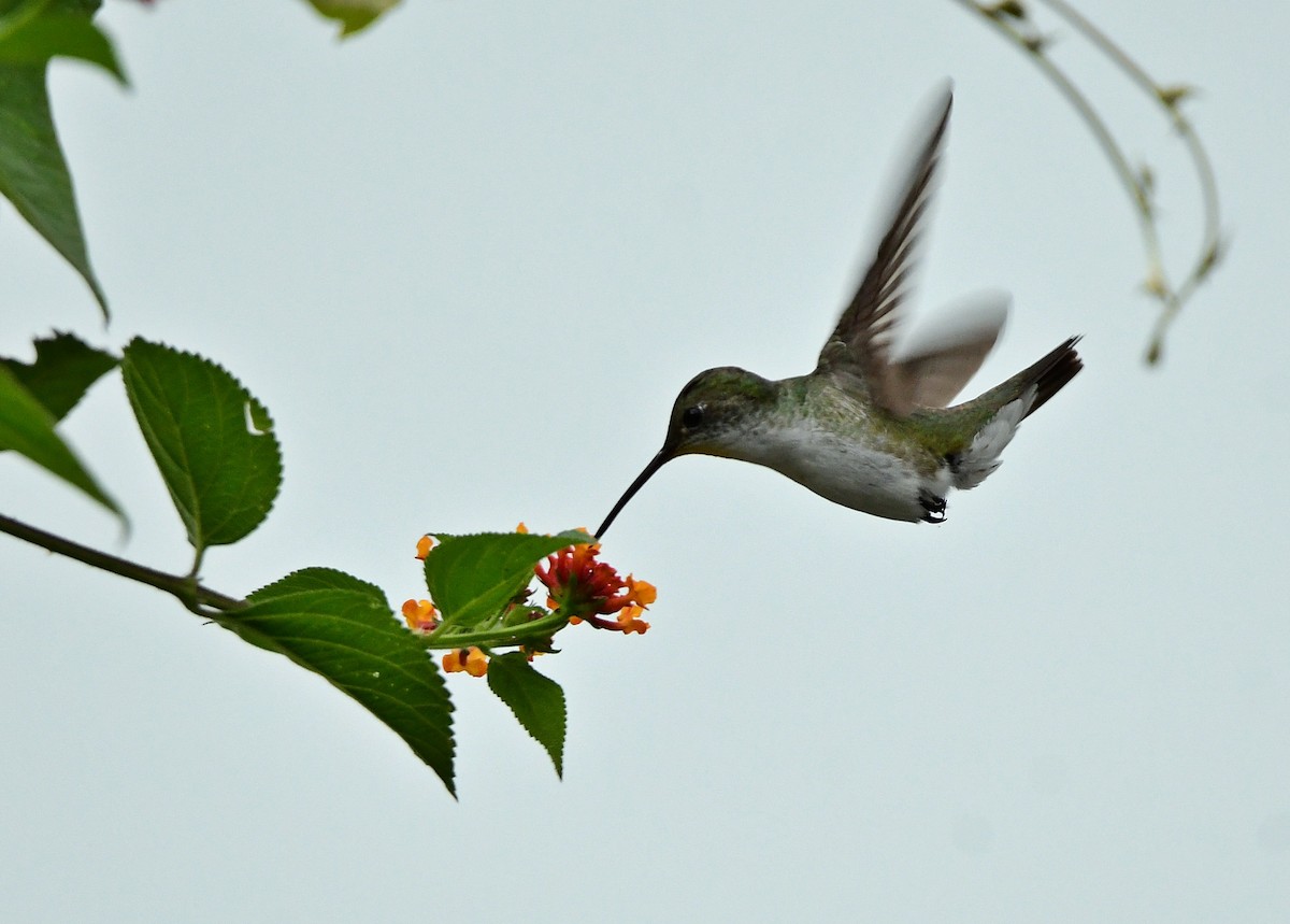 White-bellied Hummingbird - ML618548559