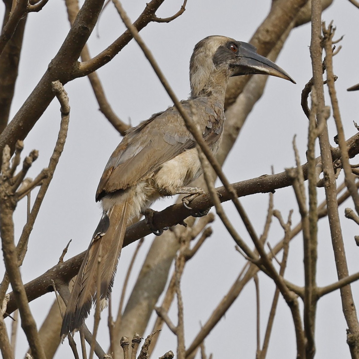 Indian Gray Hornbill - ML618548582