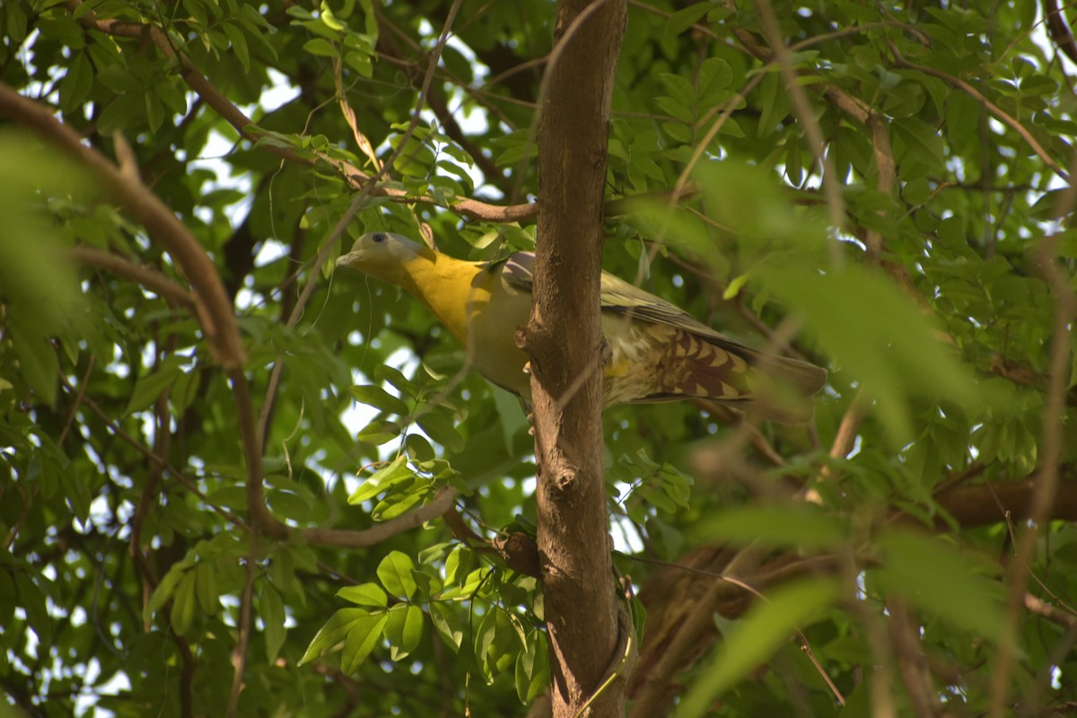 Yellow-footed Green-Pigeon - Anuj Kumar
