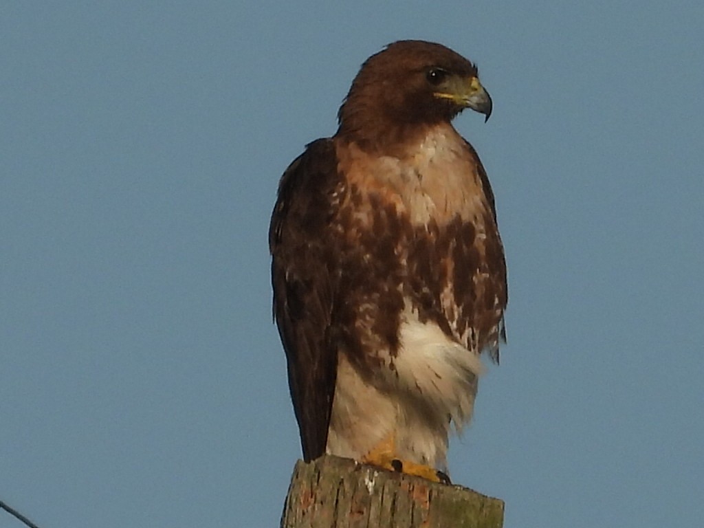 Red-tailed Hawk - Bonnie Brown