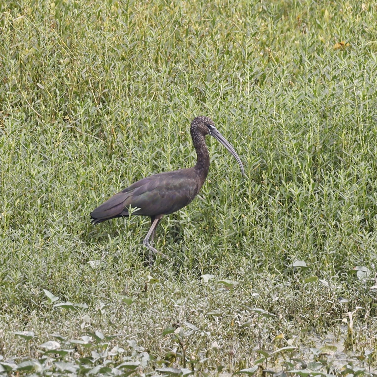 ibis hnědý - ML618548640