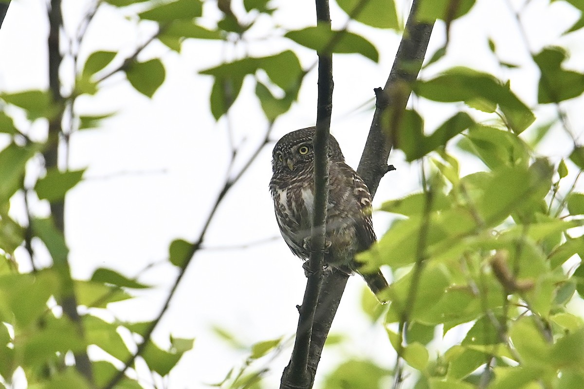 Collared Owlet - ML618548643