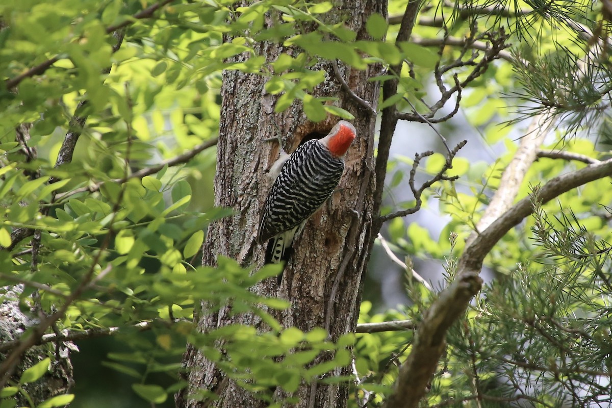 Red-bellied Woodpecker - ML618548701