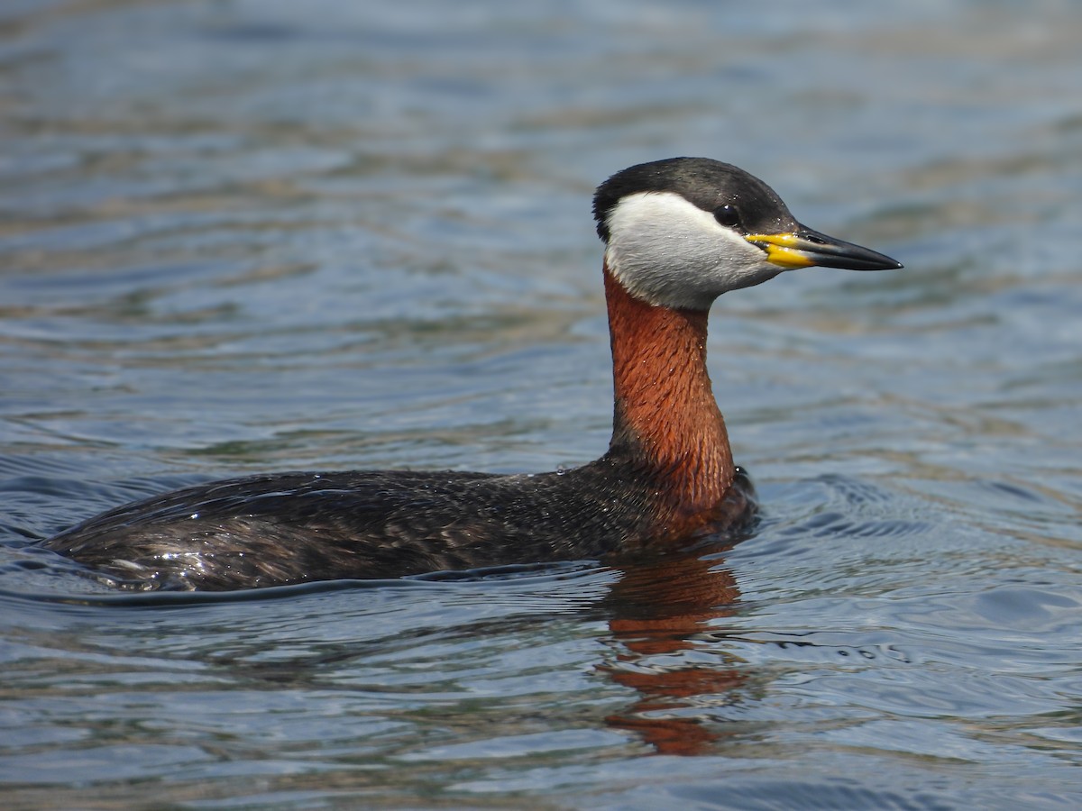 Red-necked Grebe - ML618548767