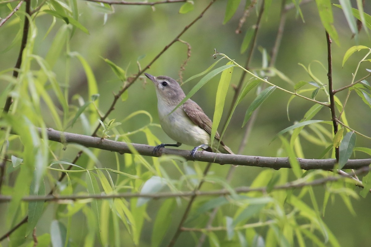 Warbling Vireo - Emma Herald and Haley Boone