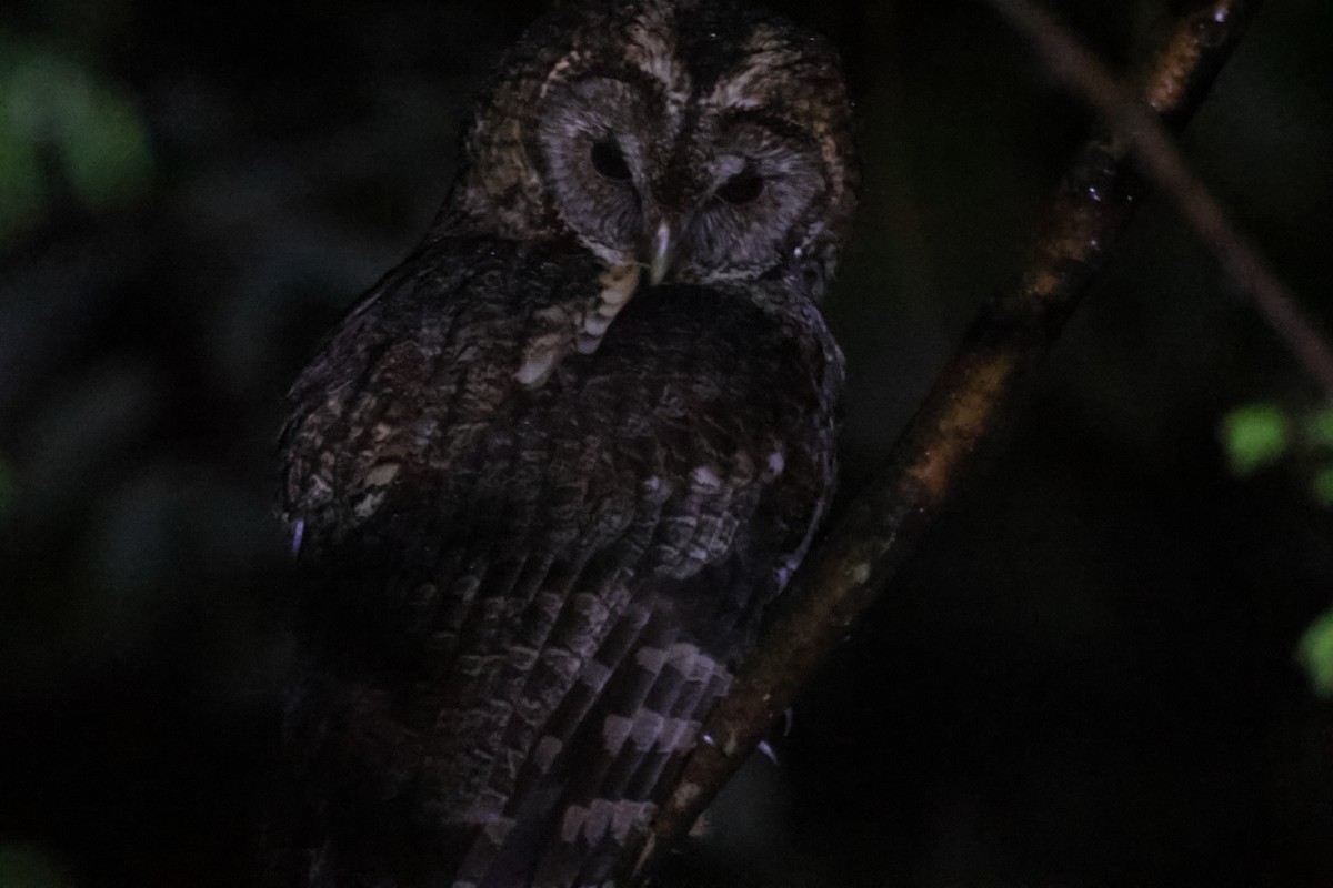 Himalayan Owl - ML618548947