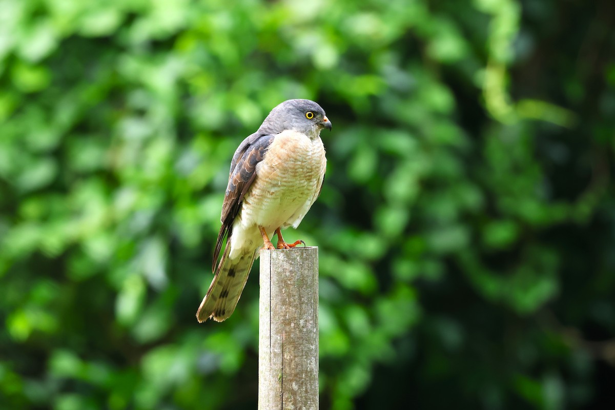 Chinese Sparrowhawk - ML618548948