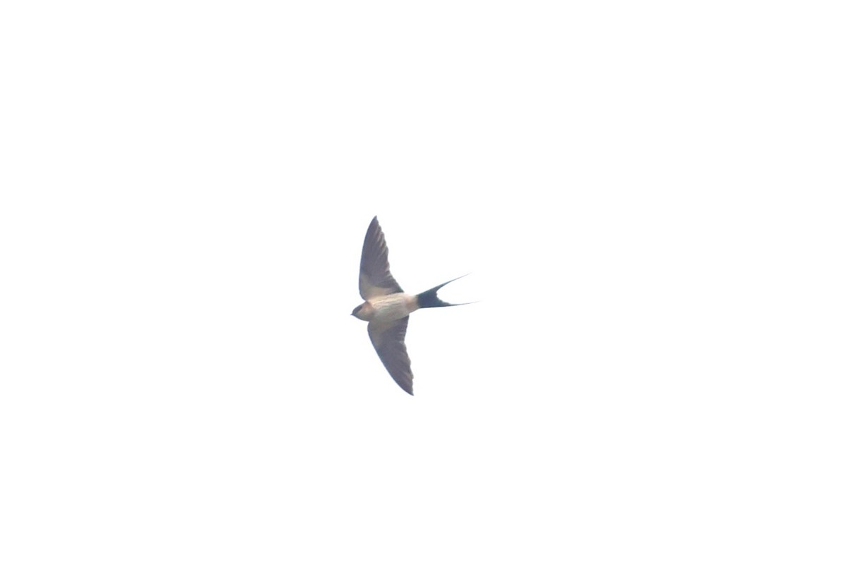 Red-rumped Swallow - ML618548969