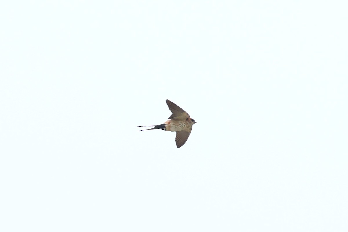 Red-rumped Swallow - ML618548971