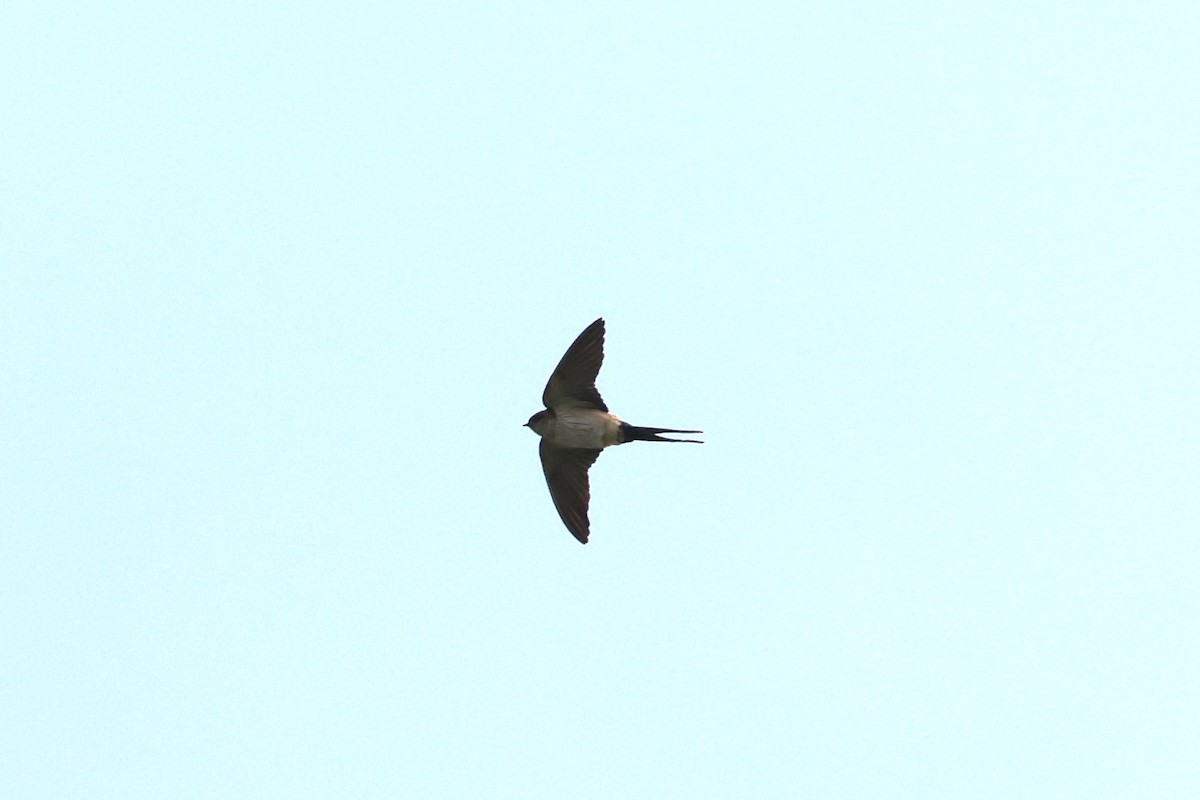Red-rumped Swallow - ML618548972
