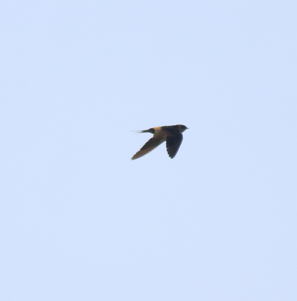 Red-rumped Swallow - ML618548983