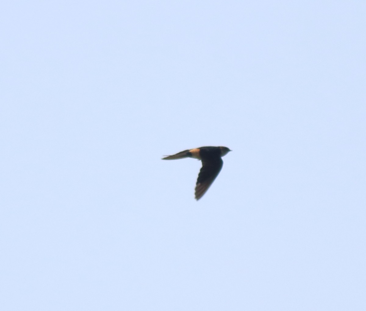 Red-rumped Swallow - ML618548984