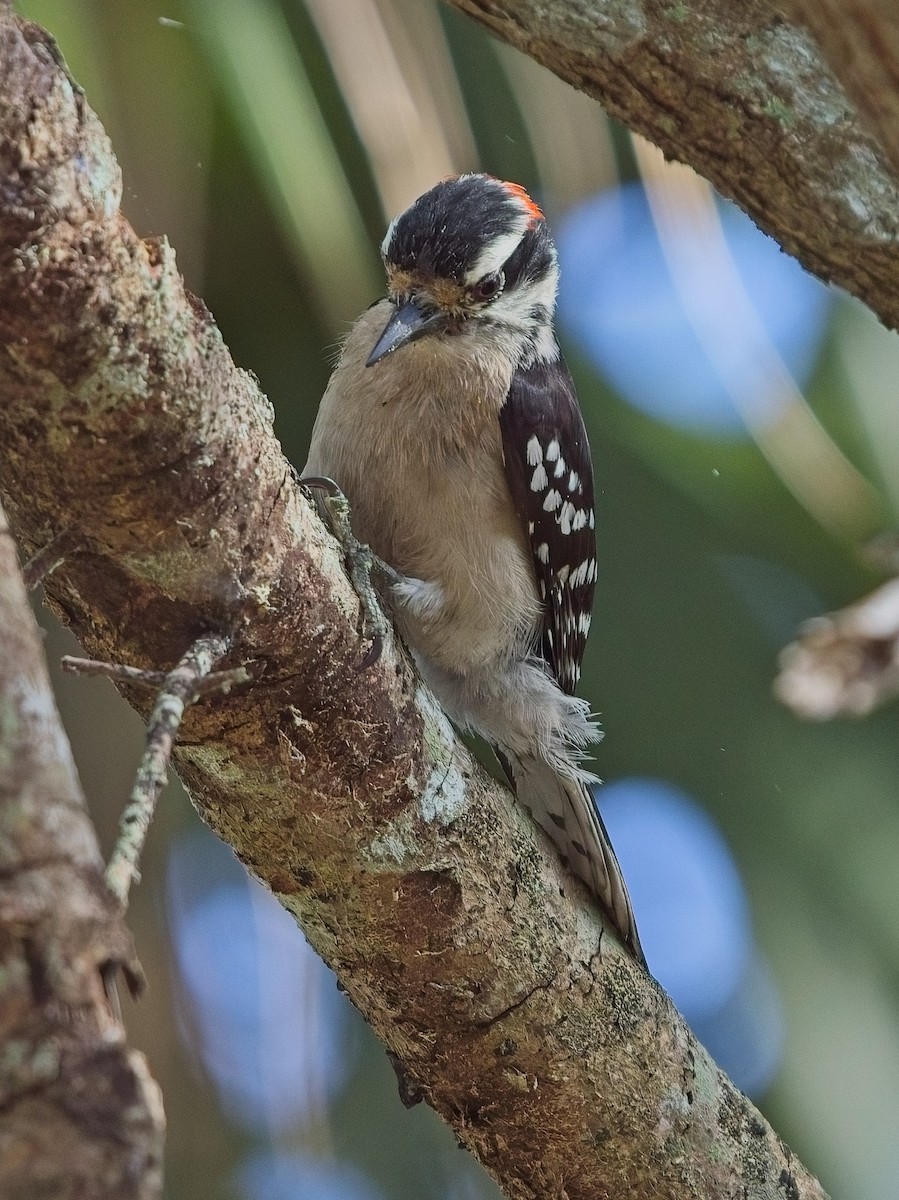 Downy Woodpecker - ML618549056