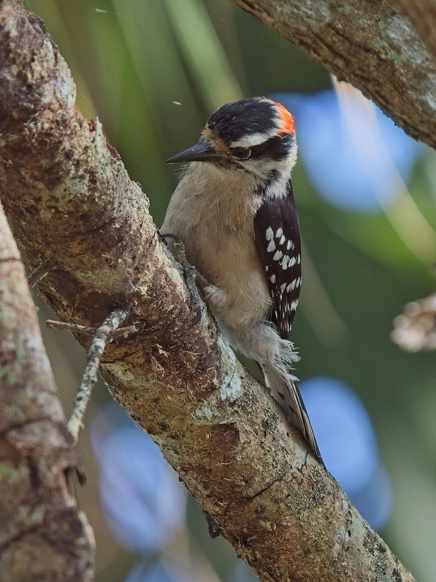 Downy Woodpecker - ML618549057