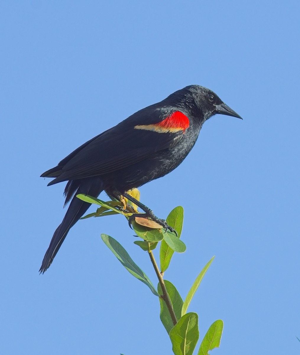 Red-winged Blackbird - ML618549070