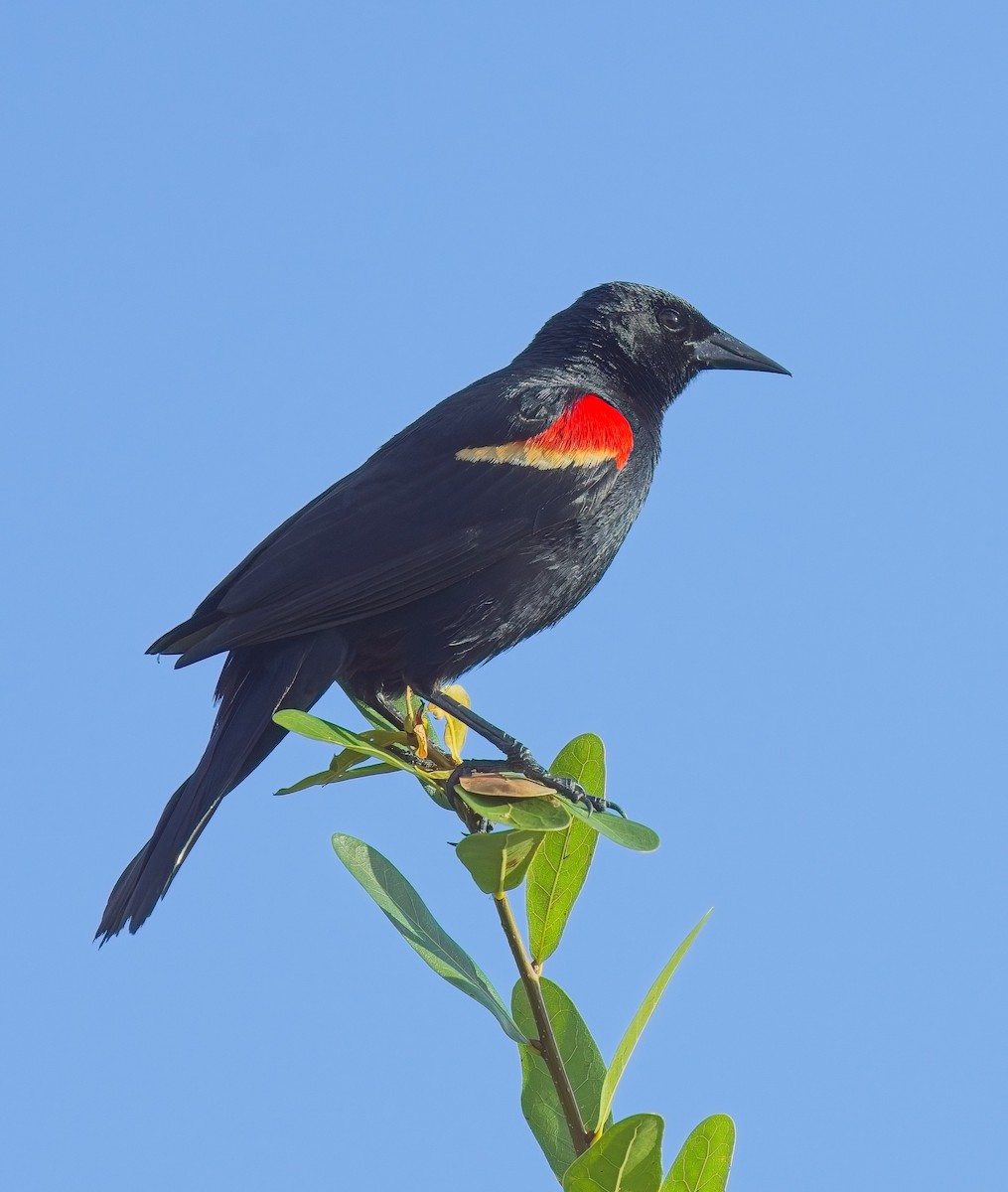 Red-winged Blackbird - ML618549071