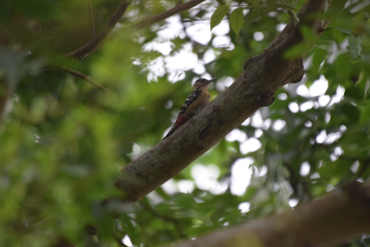 Fulvous-breasted Woodpecker - ML618549084