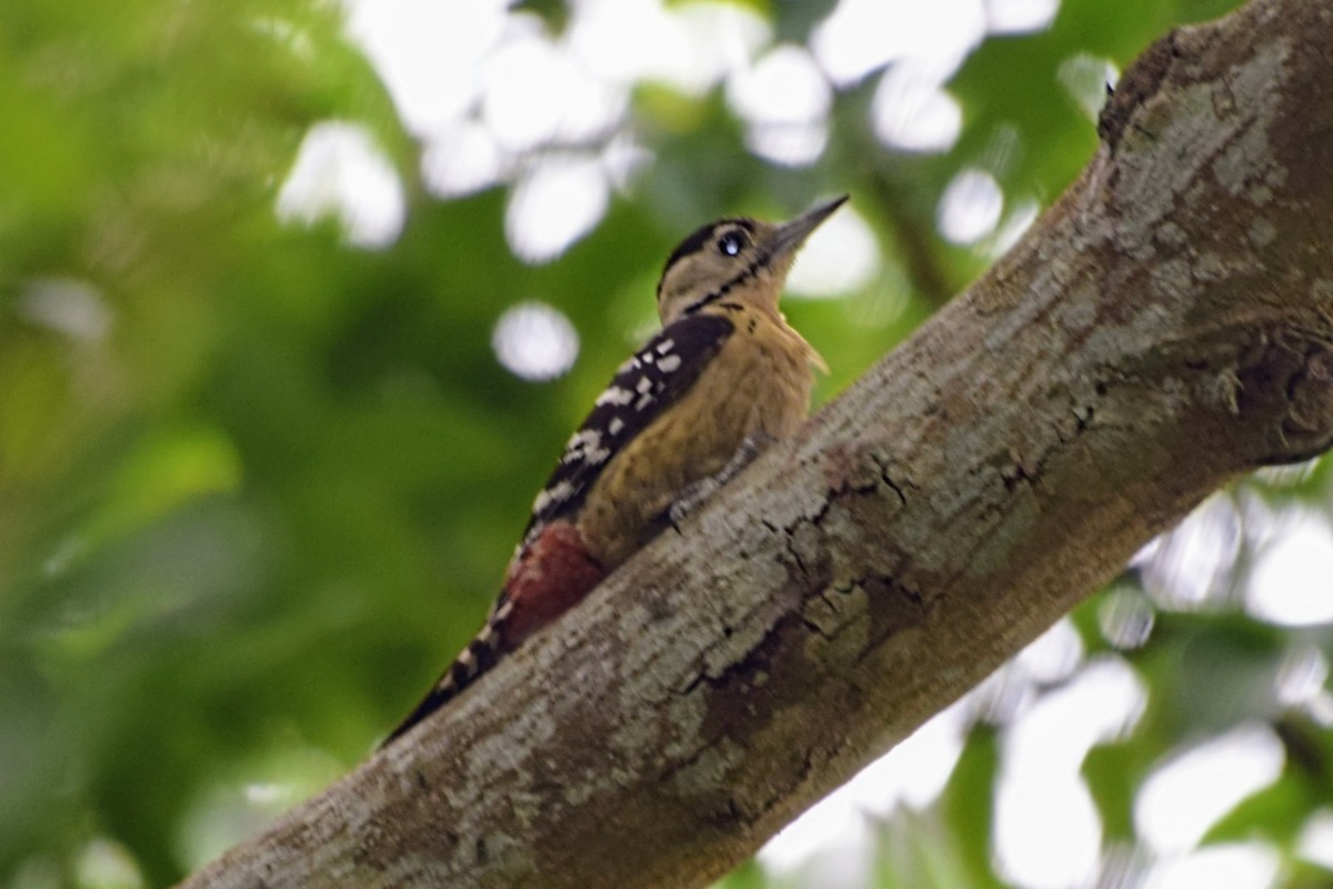 Fulvous-breasted Woodpecker - ML618549087