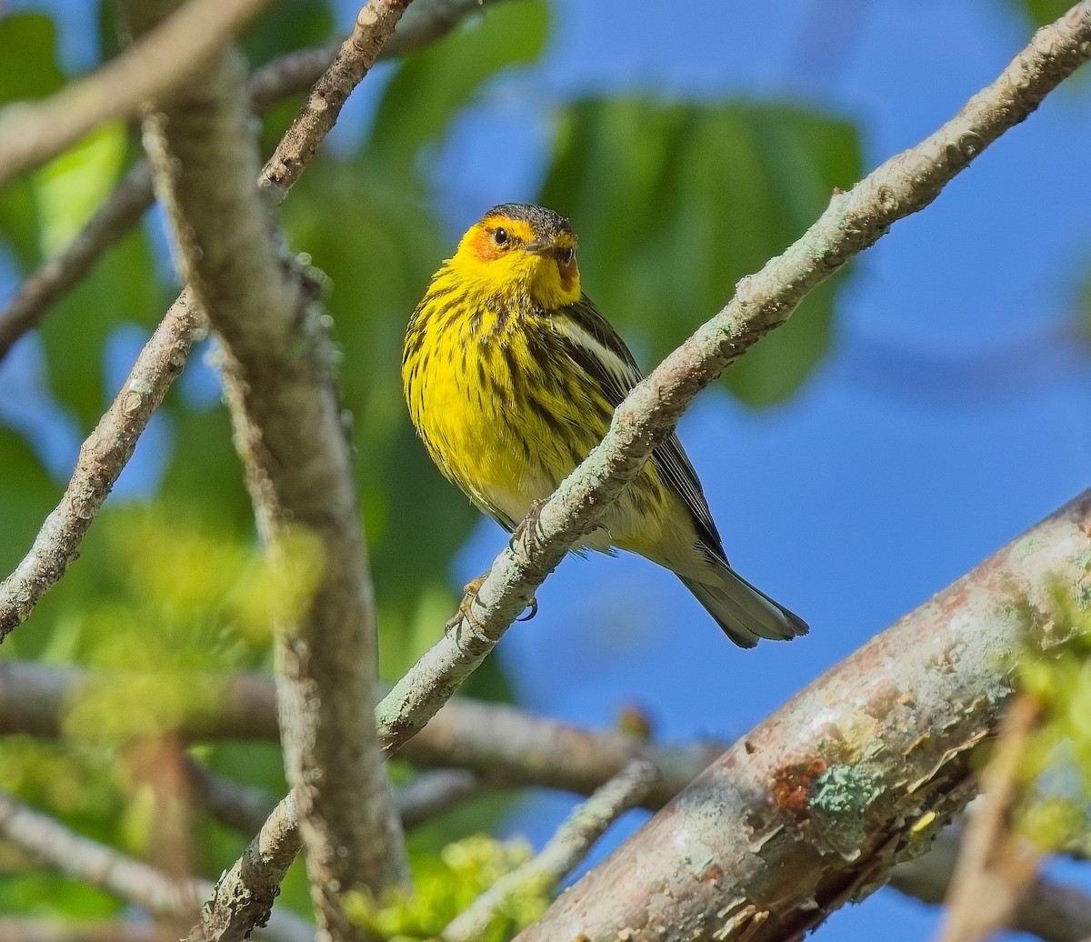 Cape May Warbler - ML618549089