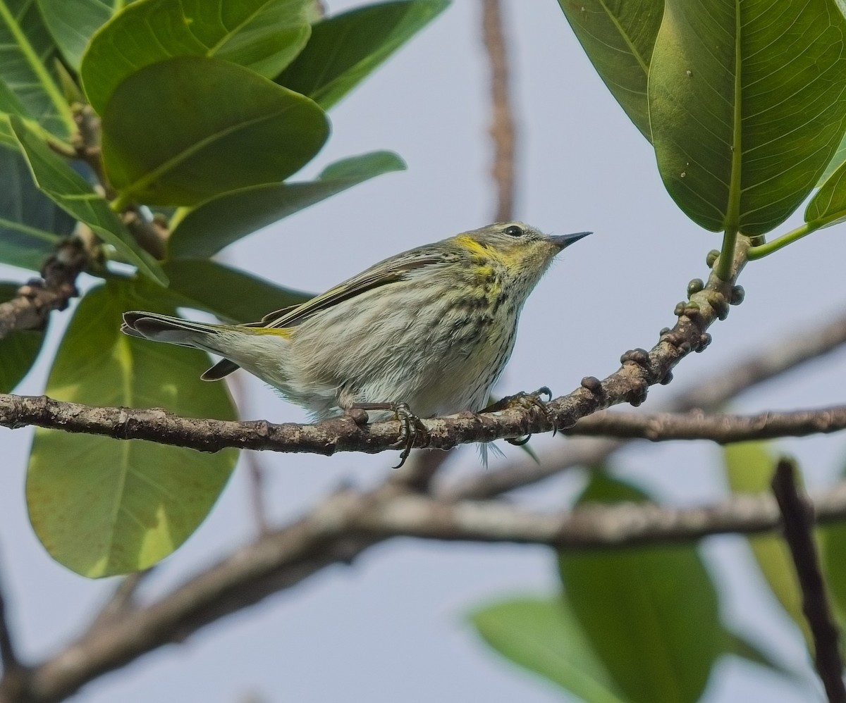 Cape May Warbler - ML618549090