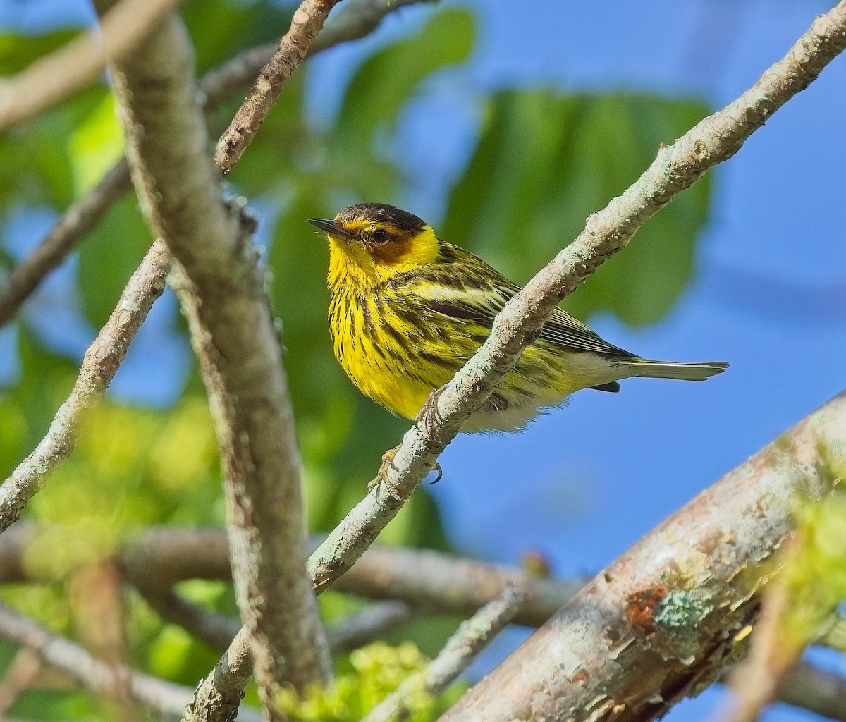 Cape May Warbler - ML618549091