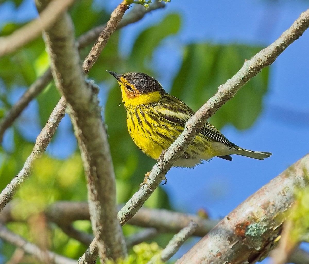 Cape May Warbler - ML618549092