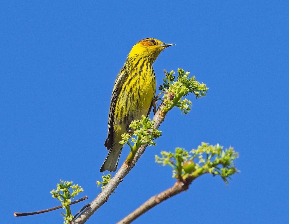 Cape May Warbler - ML618549093