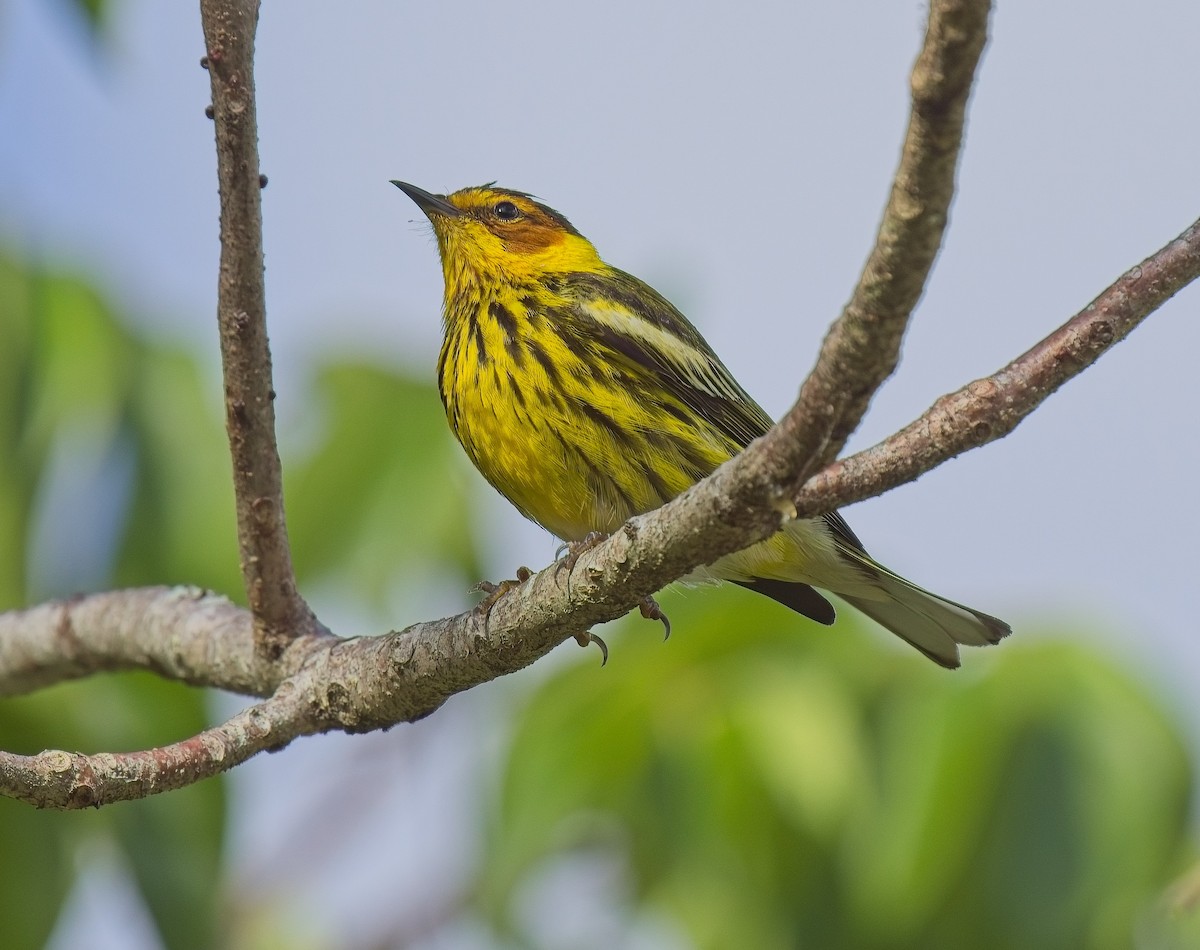 Cape May Warbler - ML618549094