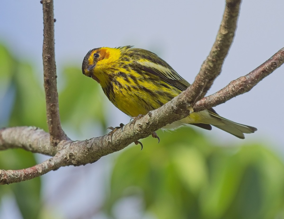 Cape May Warbler - ML618549095