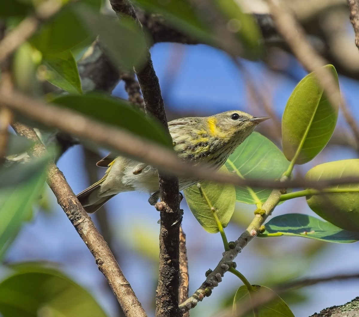 Cape May Warbler - ML618549096
