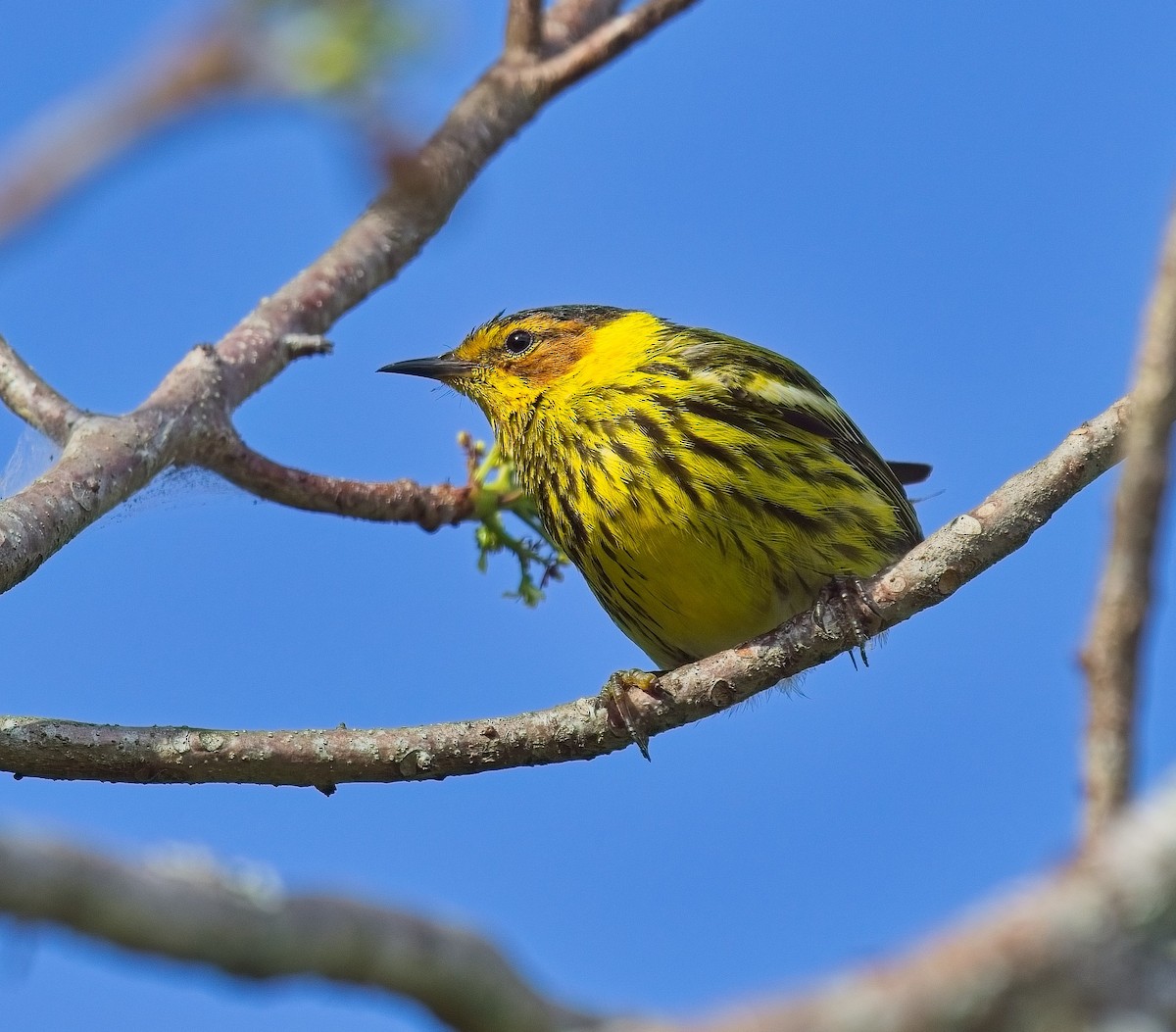 Cape May Warbler - ML618549097