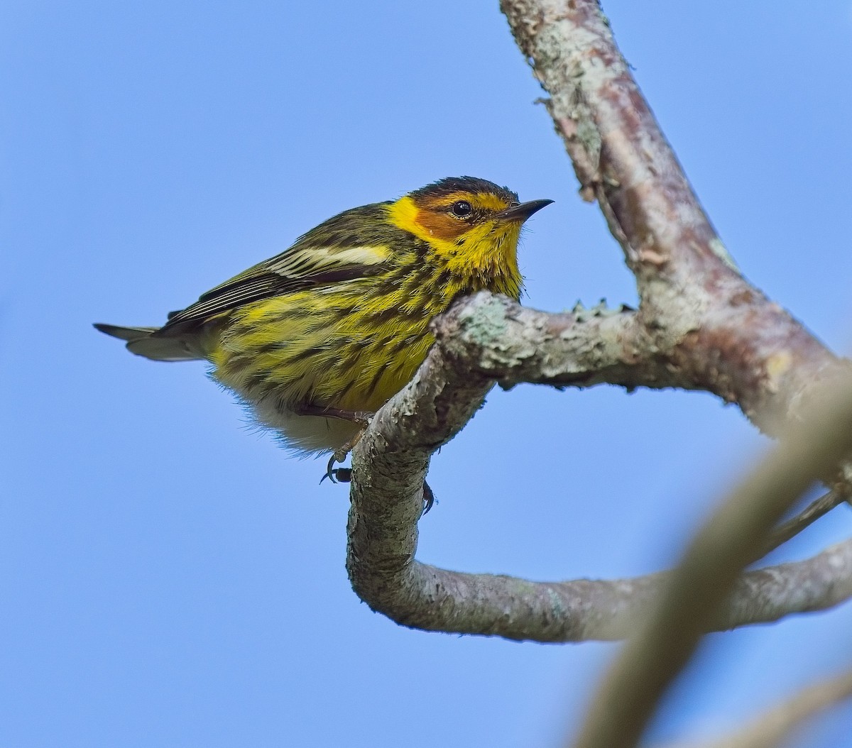 Cape May Warbler - ML618549098