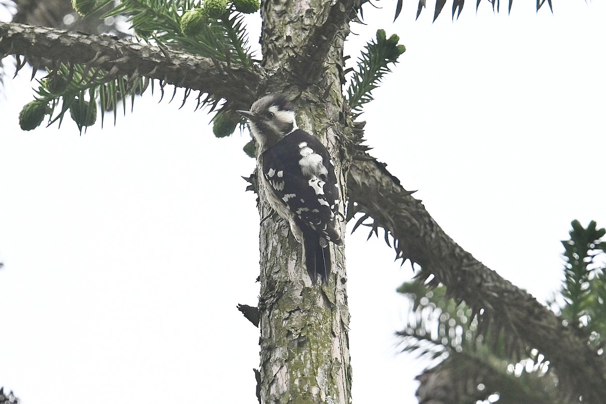 Gray-capped Pygmy Woodpecker - ML618549157