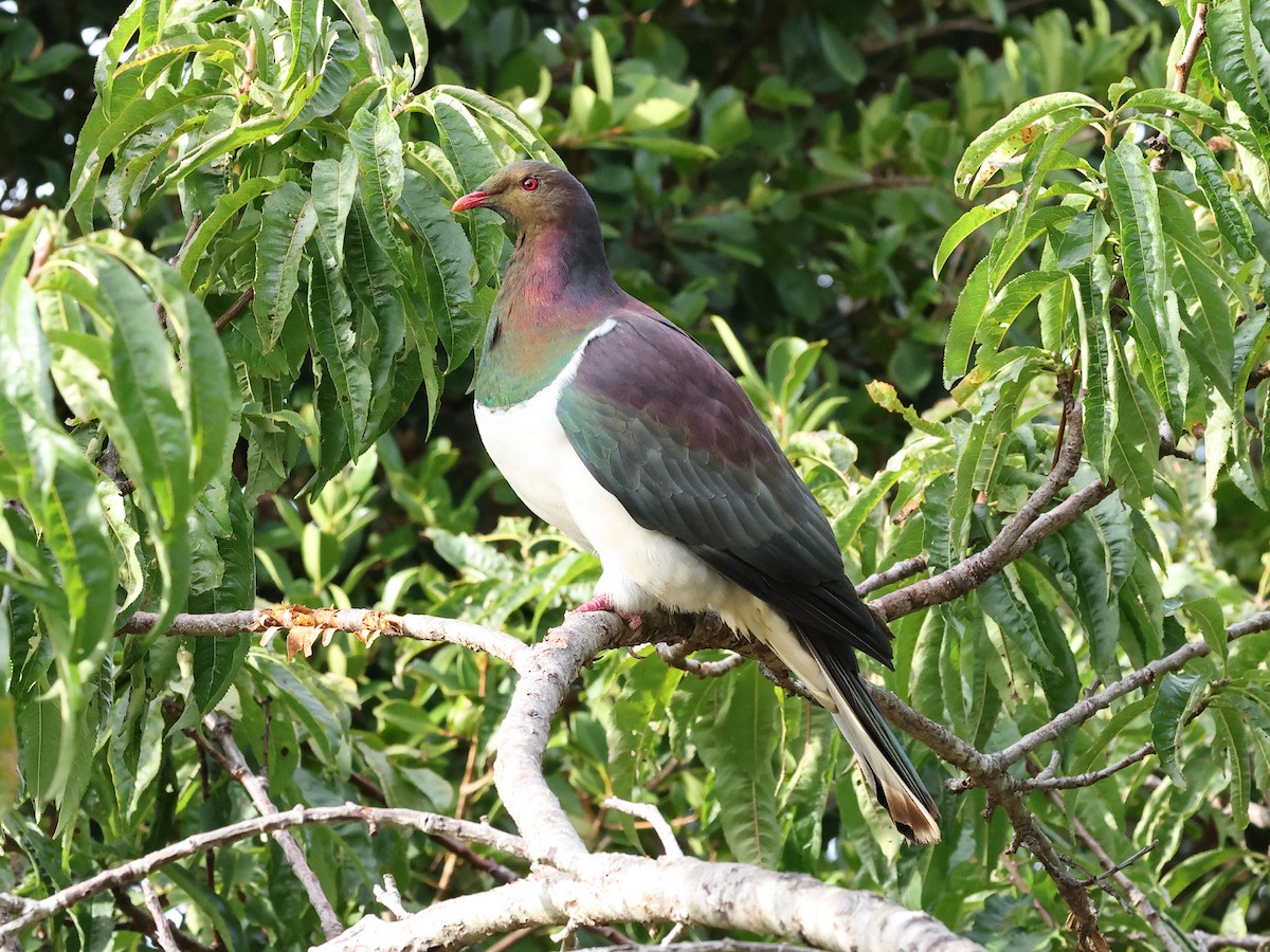 New Zealand Pigeon - ML618549197