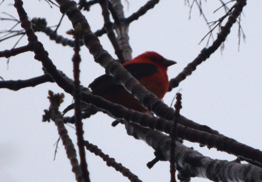 Scarlet Tanager - ML618549204