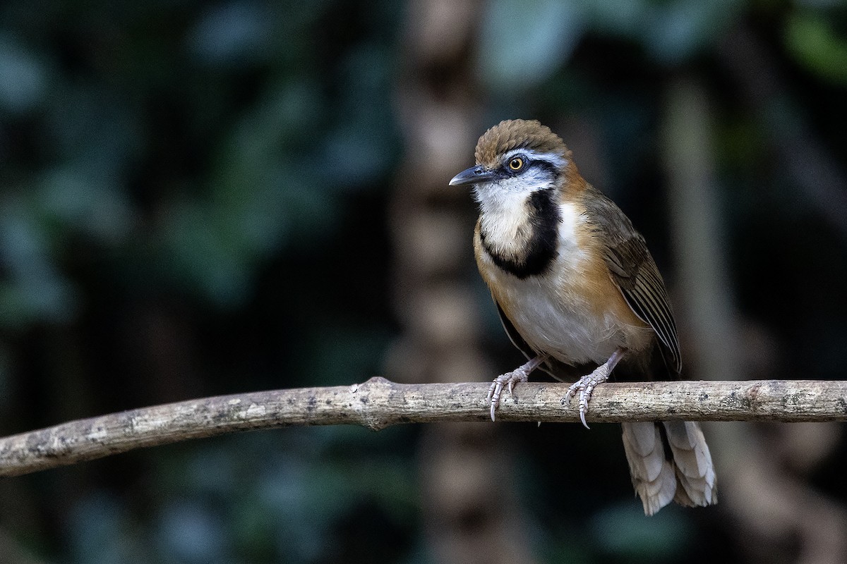 Lesser Necklaced Laughingthrush - ML618549209