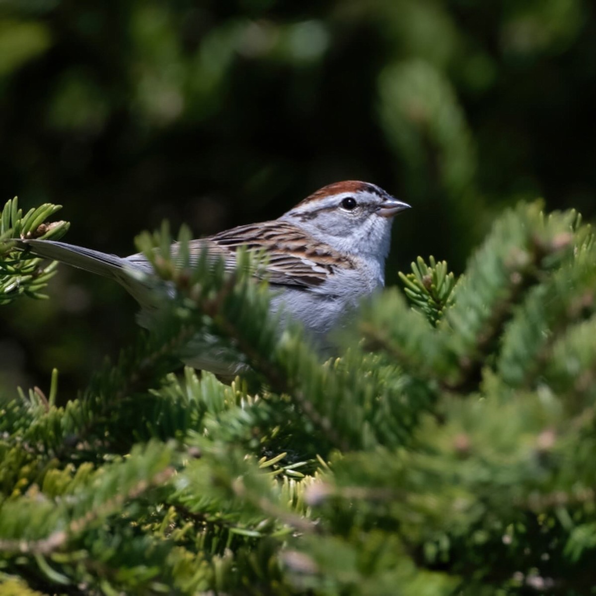 Chipping Sparrow - ML618549270
