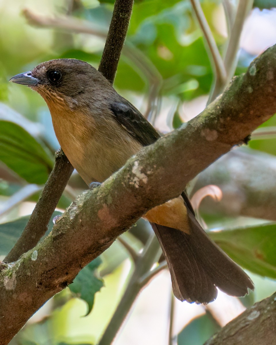 Black-goggled Tanager - ML618549271