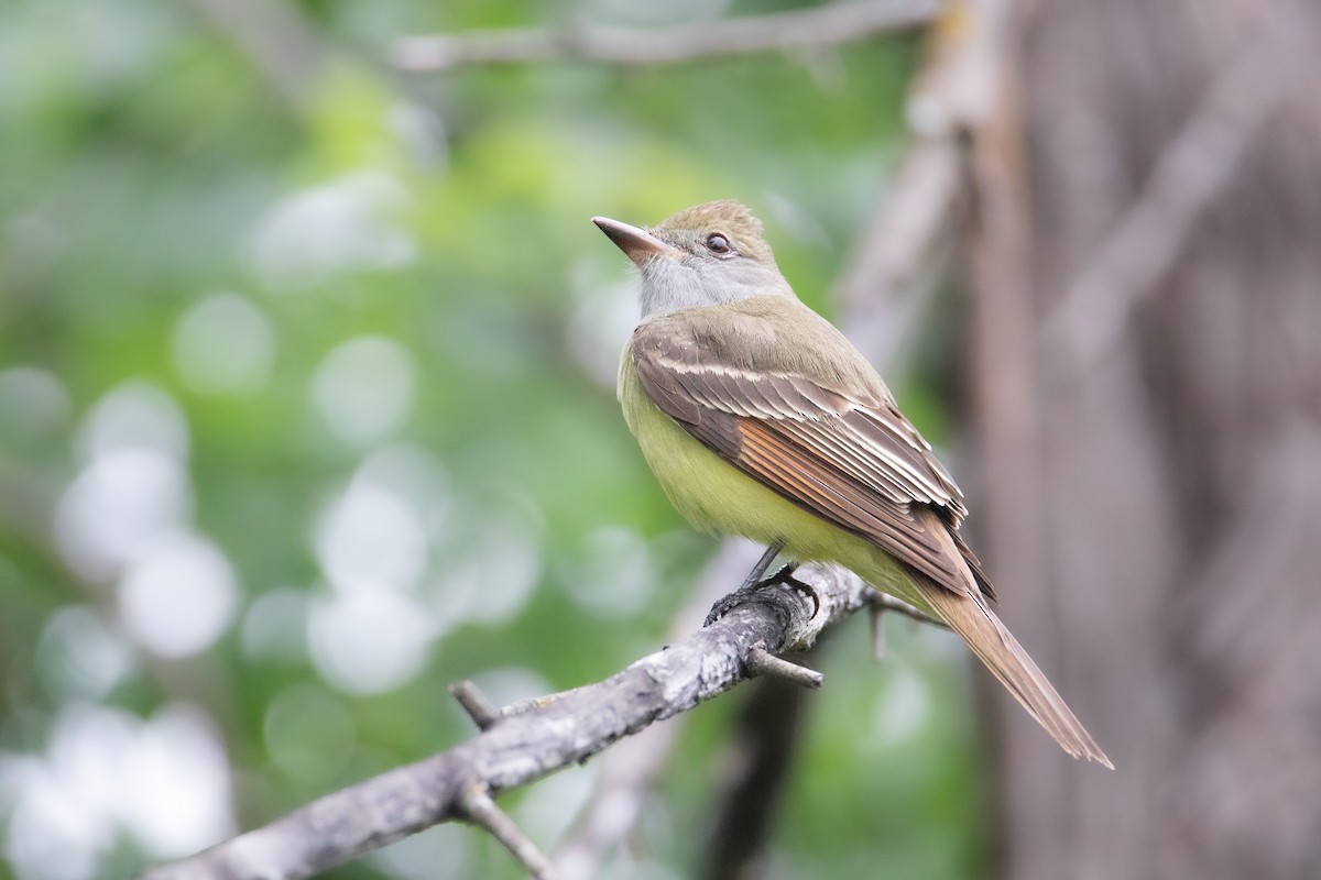 Great Crested Flycatcher - ML618549309