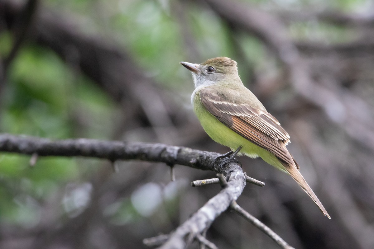 Great Crested Flycatcher - ML618549310