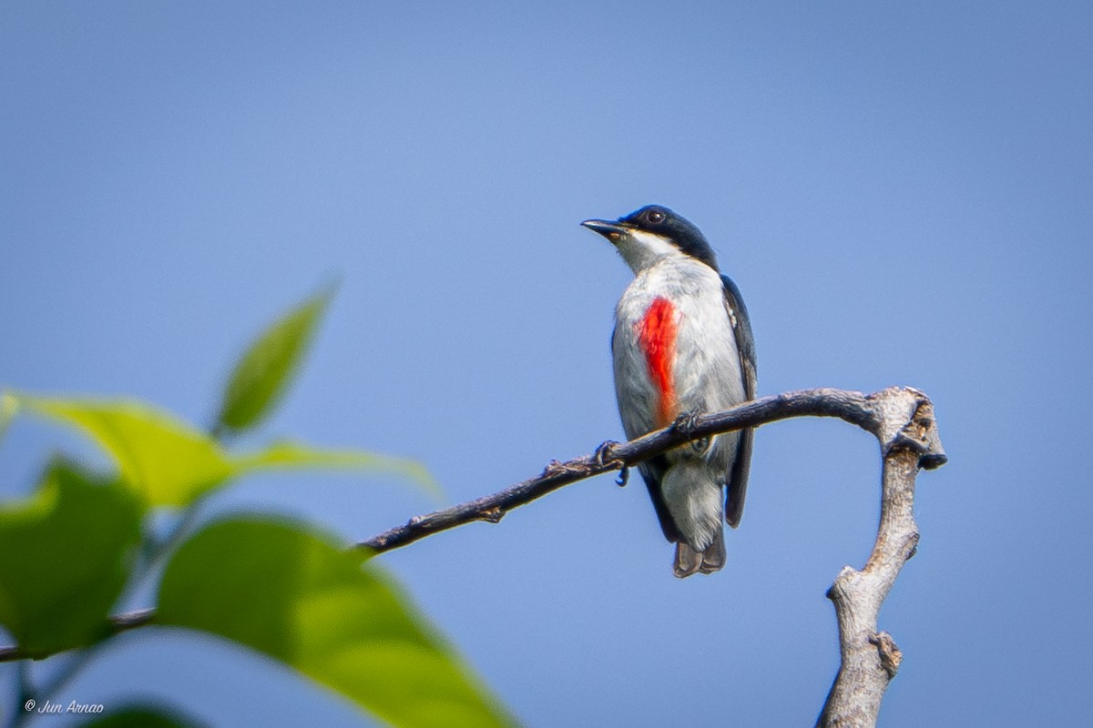Red-keeled Flowerpecker - ML618549311