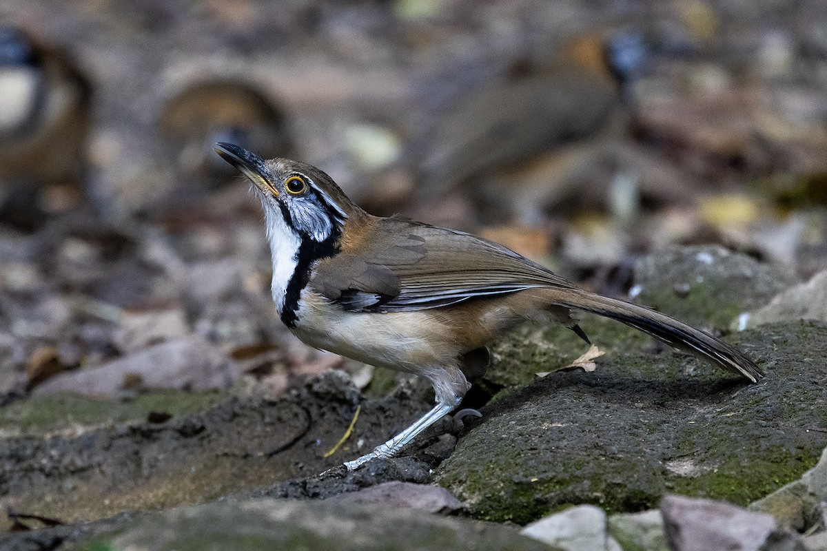 Greater Necklaced Laughingthrush - ML618549312