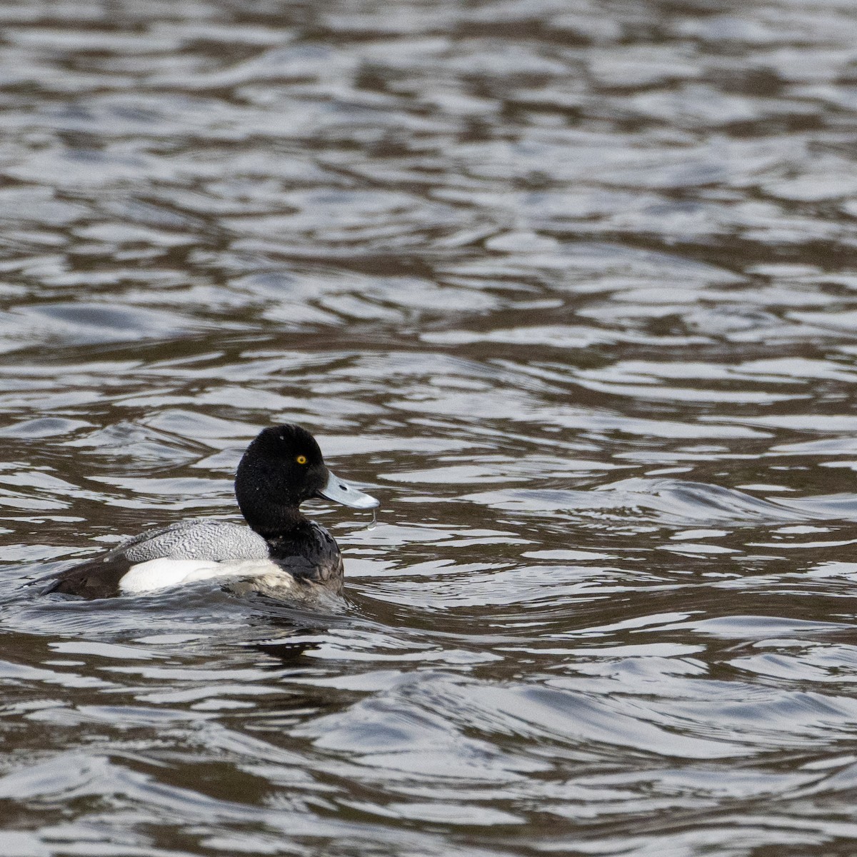 Greater/Lesser Scaup - ML618549338