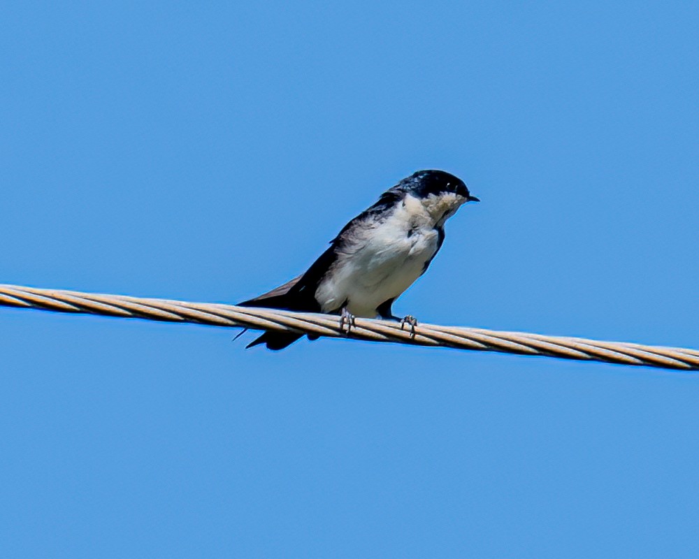 Blue-and-white Swallow - ML618549342