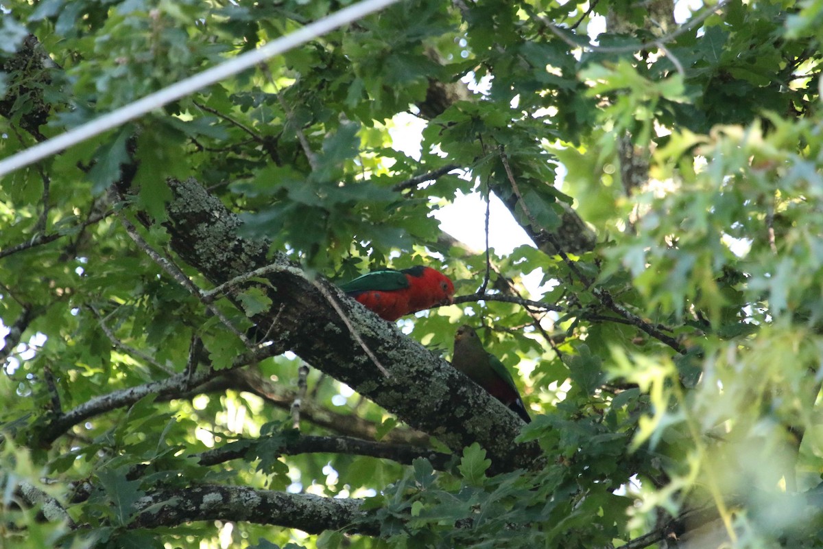 Australian King-Parrot - ML618549402