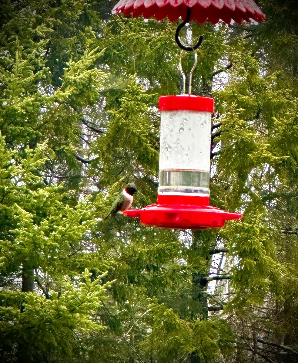 Ruby-throated Hummingbird - ML618549437