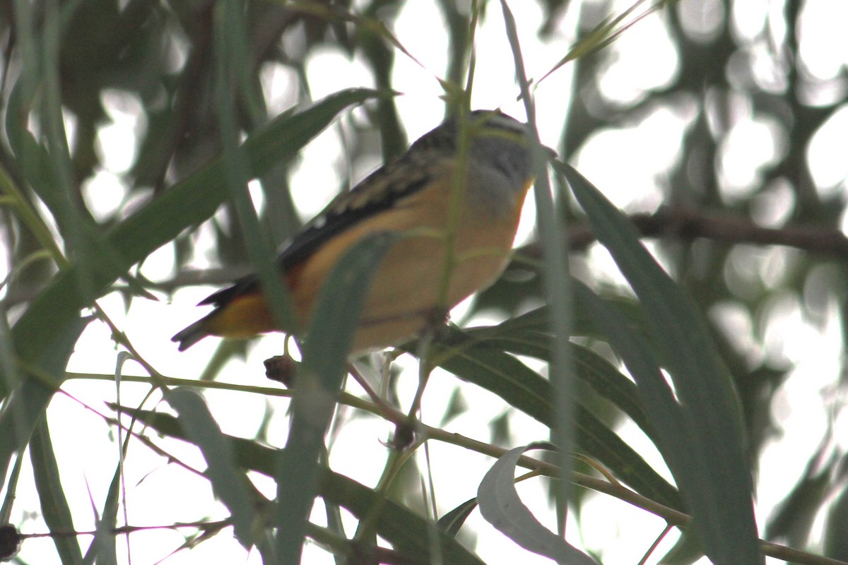 Spotted Pardalote - ML618549443